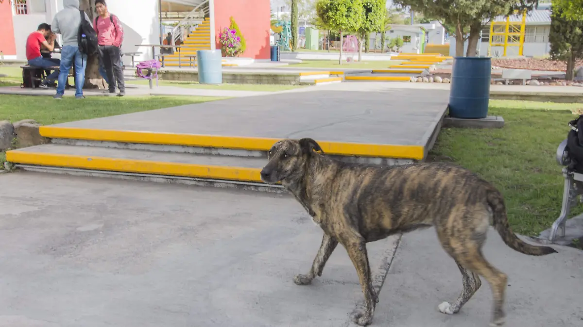 La fecha para la jornada de vacunación está por definirse para los siguientes mesesFoto César Ortiz El Sol de San Juan del Río.